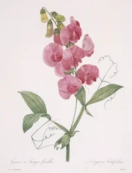 Lathyrus latifolius (Everlasting Pea), 1827